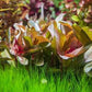 Live Aquarium Stem Plants - Freshwater Aquatic Plant for Fish Tanks, Aquascaping - (Ammania Senegalensis, 1 Bunch)