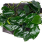 Live Aquarium Plants on Driftwood, Lava Rock, Moss Mat - Freshwater Fish Tank Plants (Nana Long Wavy, Driftwood (Small))