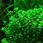 Potted Live Aquarium Plants | Freshwater Aquatic Plants for Aquariums (Moneywort, 5 Pack)