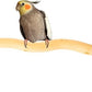 Bird Toys Perch Stand for Cage with Pine Cones, Natural Parrot Toys, Small Chewing Sticks Toys Bird Cage Accessories for Conures Parakeets Cockatoo African Grey Parrots (1PCS)