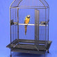 XX Large DomeTop Wrought Iron Bird Parrot Cage, 40"x30"x66.5"H, 6mm Extra Strong Wire (Black Vein)