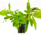Live Plants - Staurogyne Bihar (Staurogyne sp. Bihar) - Moderate to High Light Aquarium Display, Olive Green Accent, Foreground to Midground Aquascaping - Pot
