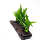 Live Aquarium Plants on Driftwood, Lava Rock, Moss Mat - Freshwater Fish Tank Plants (Java Fern, Driftwood (Large))