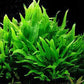 Potted Microsorum Plants - Java Fern | Live Freshwater Aquatic Plants for Aquariums and Terrariums - Low Light, Low Maintenance Plants. (Potted Microsorum Broad, 5 Pack)