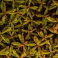 Live Aquarium Red Stem Plants - Freshwater Aquatic Plant for Fish Tanks, Aquascaping - (Ammania Gracilis, 1 Bunch)