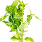 Live Plants – Variegated Hygrophila (Nomaphila variegatus) – Medium Light, Green and White Accent Freshwater Aquatic Stem Plant, Midground to Background Placement – Pot, 1 Pack