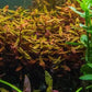 Live Aquarium Red Stem Plants - Freshwater Aquatic Plant for Fish Tanks, Aquascaping - (Ammania Gracilis, 1 Bunch)