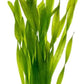 Live Plant - Tall Grass, Vallisneria Torta - Easy Care, Moderate to High Light, Bright Green Accent, Freshwater Aquatic Plant for Aquascaping - Lead Bunch