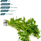 Live Plant - Ludwigia Inclinata 'Green' - Moderate Care, High Light, Bright Green Accent, Freshwater Aquatic Plant for Aquascaping - Lead Bunch