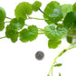 Hydrocotyle leucocephala Brazilian Pennywort Live Aquatic Aquarium Plant