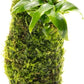 Live Aquarium Plants on Driftwood, Lava Rock, Moss, Fiber Mat - Freshwater Fish Tanks - Easy, Beginner Friendly (Anubias Minima on Christmas Moss Tower)
