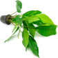 Anubias Live Aquarium Plants - Potted Freshwater Plant for Fish Tanks, Terrariums - Beginner Friendly Low Light (Heterophylla, Mother Plant)