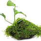 Live Aquarium Plants on Driftwood, Lava Rock, Moss Mat - Freshwater Fish Tank Plants (Anubias Barteri w/Christmas Moss, Driftwood (Medium))