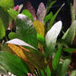 Potted Live Aquarium Plants | Freshwater Aquatic Plants for Aquariums (Red Flame Sword, 3 Pack)