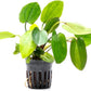 Live Plants - Echinodorus ‘Horizontalis Variegated’ - Moderate to High Light, Green Variegated Accent, Midground to Background, Freshwater Aquatic Plant - Pot