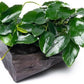 Live Aquarium Plants on Driftwood, Lava Rock, Moss Mat - Freshwater Fish Tank Plants (Nana Long Wavy, Driftwood (Small))