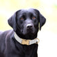 PET ARTIST Soft PU Leather Dog Collar for Large Dogs, Bright & Classic Nylon Padded Durable Dog Collar Leather with Quick Release Metal Buckle Adjustable for Male Dogs, Neck Fit 16-27"