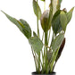 Echinodorus Ozelot Green Sword Live Plant for Freshwater Aquariums, Natural Fish Tank Decorations, and Aquatic Decor (1 Pot (2-3 Plants))