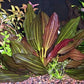 Potted Melon Sword - Beginner Tropical Live Aquarium Plant (Green, 5 Pack)