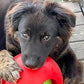 Jolly Pets Teaser Ball Dog Toy, Large/8 Inches, Red (Pack of 2)