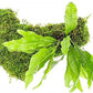 Live Aquarium Plants on Driftwood, Lava Rock, Moss, Fiber Mat - Freshwater Fish Tanks - Easy, Beginner Friendly (Java Fern with Moss, Driftwood (Medium))