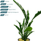 Live Jungle Plants - Anubias Heterophylla ‘Supernova’ - Large Leaf Rhizome Plant for Midground to Background Freshwater Aquascapes, Low Light Accent - Pot