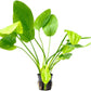 Live Plants - Argentine Sword (Echinodorus ascherianus) - Low to Medium Light, Bright Green Accent for Background Freshwater Aquarium Aquascaping - Pot
