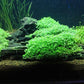 Foreground Potted Live Aquarium Plants | Freshwater Aquatic Plants for Aquariums (Potted Dwarf Baby Tears)
