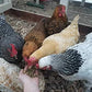 Small Pet Select Chicken Layer Feed, Non-GMO, Corn Free, Soy Free, 18% Protein,10 lb