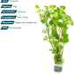 Live Plant - Rotala Fujian - Moderate Care, High Light, Orange-Pink Accent, Freshwater Aquatic Plant for Aquascaping - Lead Bunch