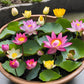 10 Sacred Lotus Seeds for Planting in Water Mixed Flower Color Pink Red White Yellow Multicolor Aquatic Nelumbo nucifera Bonsai Bowl Lotus Seed Ponds Water Feature Gardens Water Lily (10, Lotus Seed)