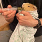 Pet Guinea Pig Emergency Kit with Timothy Recovery Food (Large Emergency Kit)
