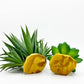 Smoothedo-Pets Reptile Artificial Plants Succulent Terrarium Decor Desert Plant Lizard Bearded Dragon Chameleon Gecko Snake Amphibian Habitat Hideout Turtle Tank Accessories (Green-2pcs-Set)