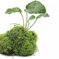 Live Aquarium Plants on Driftwood, Lava Rock, Moss Mat - Freshwater Fish Tank Plants (Anubias Barteri w/Christmas Moss, Driftwood (Medium))