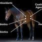 Gastro-Plex (6 lb) Supports Gut Health and Hindgut Digestion in Horses