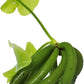 Banana Plant Nymphoides Aquatica Banana Lily Live Aquarium Plant Live Aquatic Plants Awesome Aquatics (1, Banana)