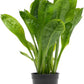 Echinodorus Parviflorus Rosette Sword Live Plant for Freshwater Aquariums, Natural Fish Tank Decorations, and Aquatic Decor (1 Pot (2-3 Plants))