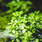 Live Aquarium Stem Plants - Freshwater Aquatic Plant for Fish Tanks, Aquascaping - (Bacopa Monnieri Variegatus, 1 Bunch)