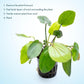 Live Plants - Echinodorus ‘Horizontalis Variegated’ - Moderate to High Light, Green Variegated Accent, Midground to Background, Freshwater Aquatic Plant - Pot