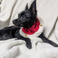 Huxley & Kent Ruff Pet Scrunchy | Santa (Medium) | Festive Christmas/Holiday Neckwear for Dogs/Cats | Fun Stretchable Costume Accessory | Soft Collar with Bells