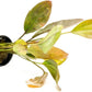 Echinodorus Ozelot Sword Live Plant for Freshwater Aquariums, Natural Fish Tank Decorations, and Aquatic Decor (1 Pot (2-3 Plants))