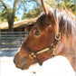 Turnout Leather Halter for Horses with Customized Engraved Name Plate | Brown Leather with Solid Brass Hardware | Fixed Chin, Double Buckle Crown