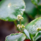 Live Aquarium Stem Plants - Freshwater Aquatic Plant for Fish Tanks, Aquascaping - (Hydrocotyle Verticillata, 1 Bunch)