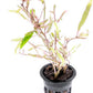 Live Plants – Chai Hygrophila (Hygrophila lancea 'Chai') – Medium to High Light, Pink and Reddish Accent Aquatic Plant, Midground Placement – Stem Growth – Pot – 1 Pack