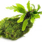Live Aquarium Plants on Driftwood, Lava Rock, Moss, Fiber Mat - Freshwater Fish Tanks - Easy, Beginner Friendly (Java Fern with Moss, Driftwood (Medium))