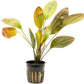 Echinodorus Ozelot Sword Live Plant for Freshwater Aquariums, Natural Fish Tank Decorations, and Aquatic Decor (1 Pot (2-3 Plants))