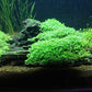 Foreground Potted Live Aquarium Plants | Freshwater Aquatic Plants for Aquariums (Potted Dwarf Baby Tears, 3 Pack)