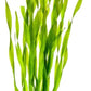 Live Plant - Tall Grass, Corkscrew Vallisneria - Easy Care, Moderate to High Light, Bright Green Accent, Freshwater Aquatic Plant for Aquascaping - Lead Bunch