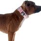 TSPRO Tactical Dog Collar 1.25 Inch Wide Thick Dog Collars with Heavy Duty Metal Buckle, Durable, Strong, Adjustable for Small Dogs (Pink S)