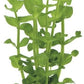 Potted Live Aquarium Plants | Freshwater Aquatic Plants for Aquariums (Moneywort)